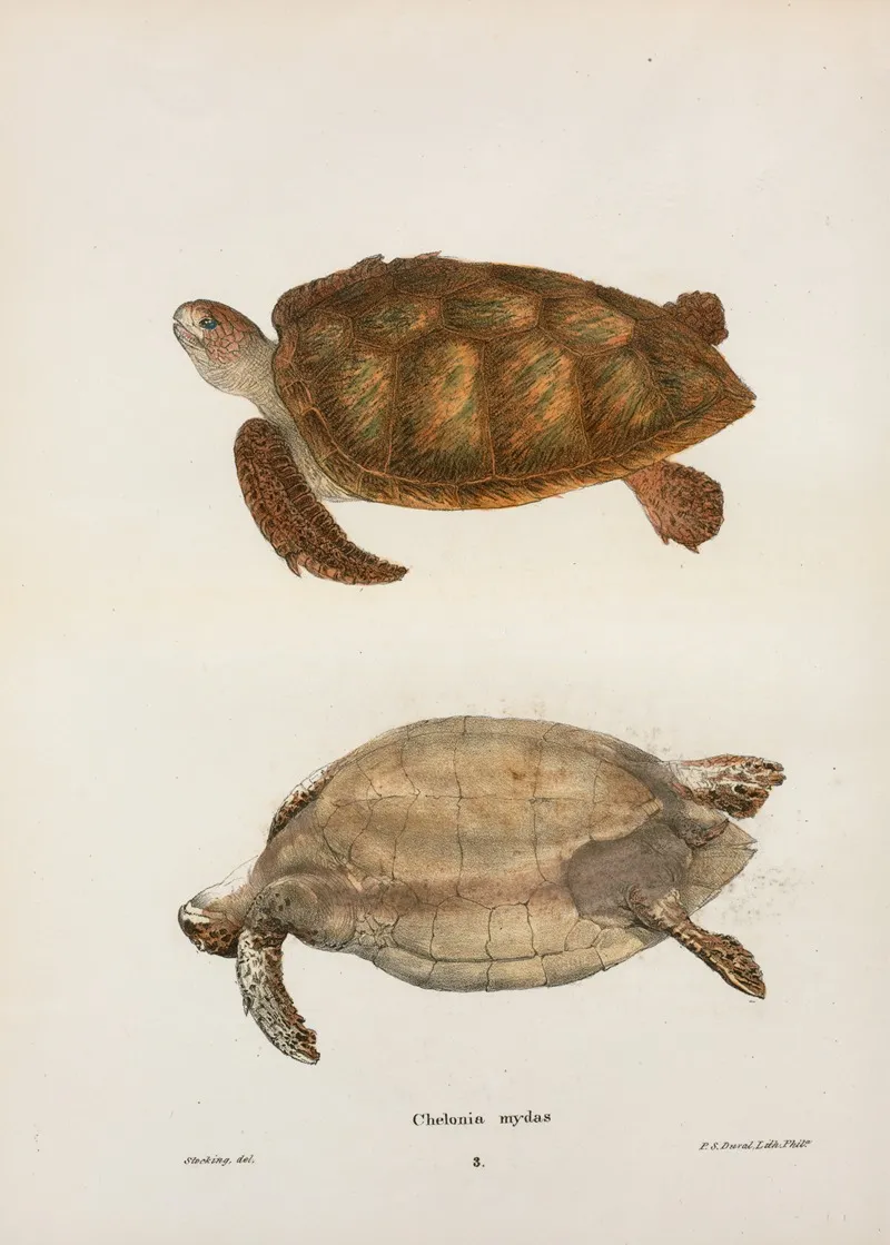 Chelonia Mydas Wall Art by John Edwards Holbrook - High-Resolution Digital Print