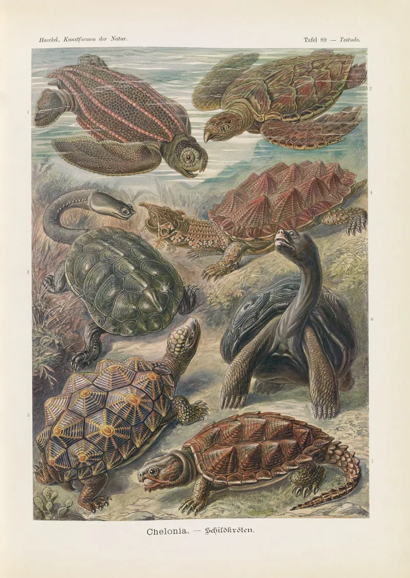Chelonia Schildkroten Wall Art by Ernst Haeckel - High-Resolution Digital Print
