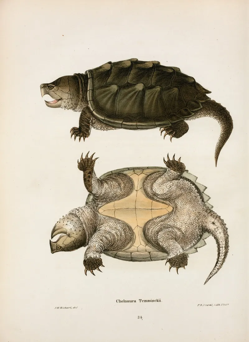 Chelonura Temminckii Wall Art by John Edwards Holbrook - High-Resolution Digital Print