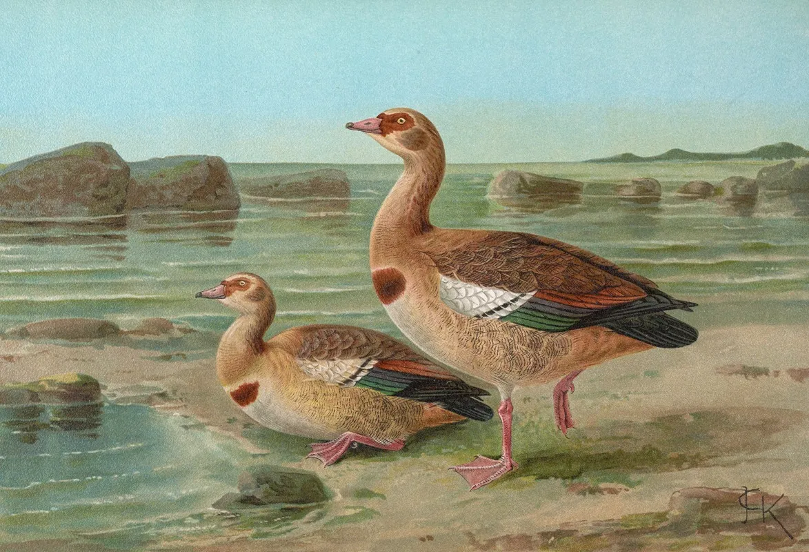Chenalopex Aegyptiacus Wall Art by Johann Friedrich Naumann - High-Resolution Digital Print