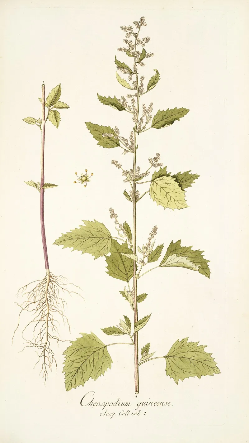 Chenopodium Guineense Wall Art by Nikolaus Joseph Freiherr von Jacquin - High-Resolution Digital Print