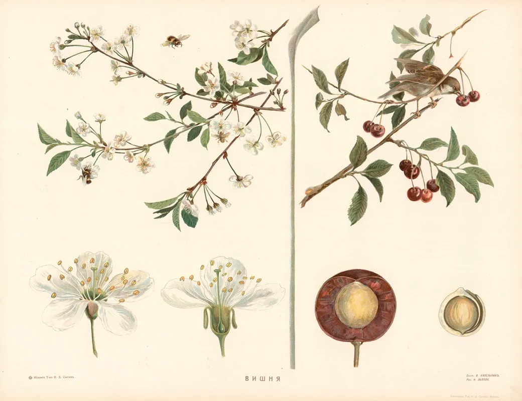 Cherry 2 Wall Art by T-va I. D. Sytina - High-Resolution Digital Print