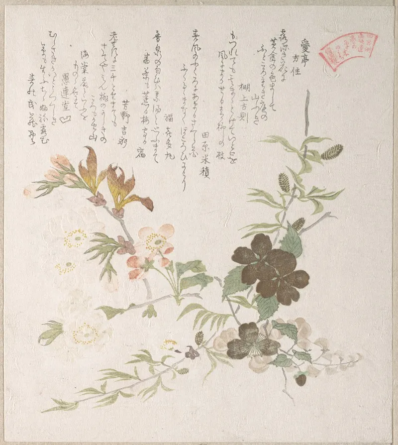 Cherry Blossoms And Yamabuki Flowers