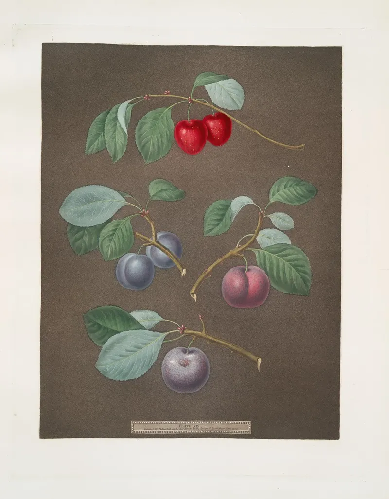 Cherry Laurance French And The Common Orlean Plums Wall Art by George Brookshaw - High-Resolution Digital Print