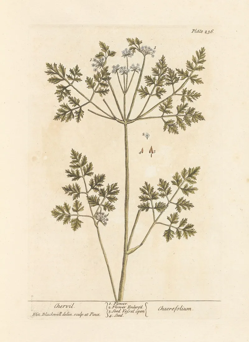 Chervil Wall Art by Elizabeth Blackwell - High-Resolution Digital Print