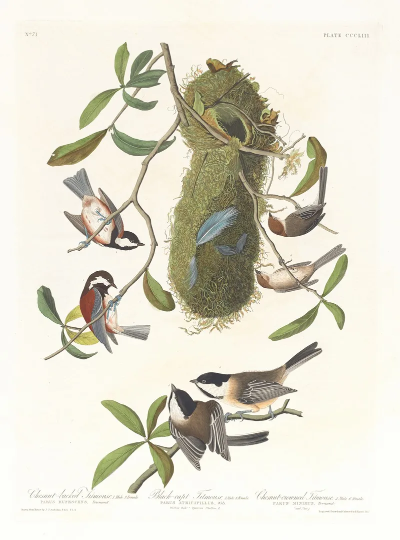 Chestnut Backed Titmouse Black Capt Titmouse Chestnut Crowed Titmouse Wall Art by John James Audubon - High-Resolution Digital Print