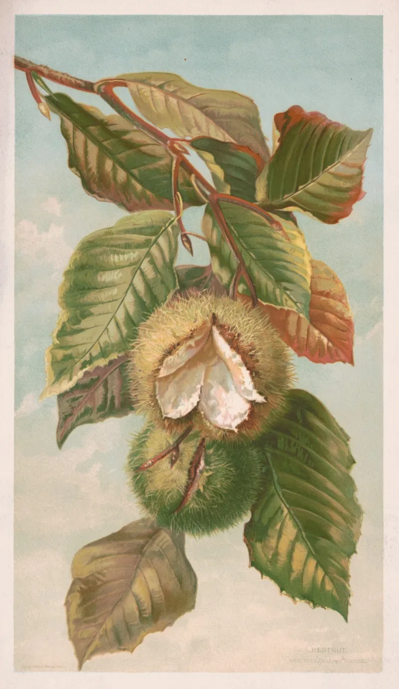 Chestnut Castanea Vulgaris Var Americana