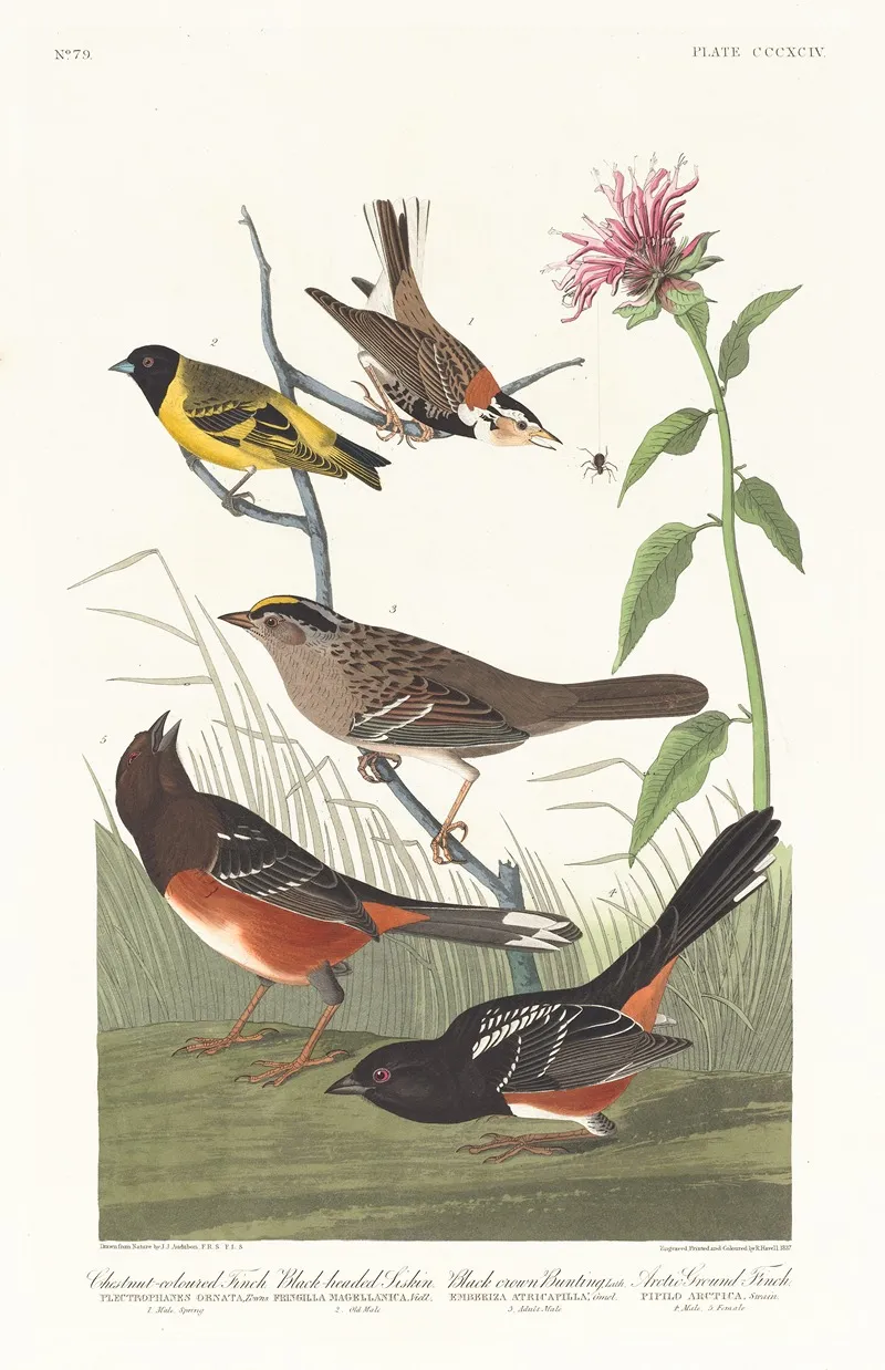 Chestnut Coloured Finch Black Headed Siskin Black Crown Bunting Lath Arctic Ground Finch Wall Art by John James Audubon - High-Resolution Digital Print