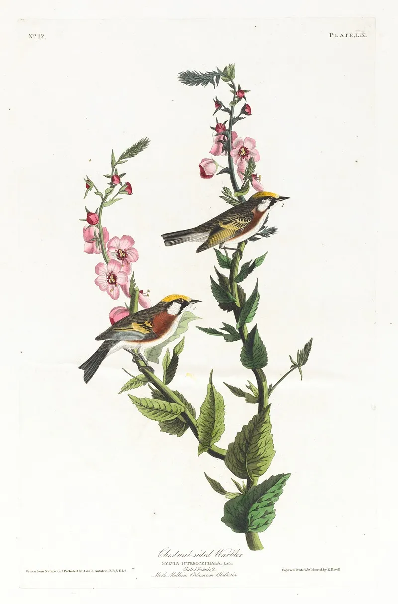 Chestnut Sided Warbler 2 Wall Art by John James Audubon - High-Resolution Digital Print