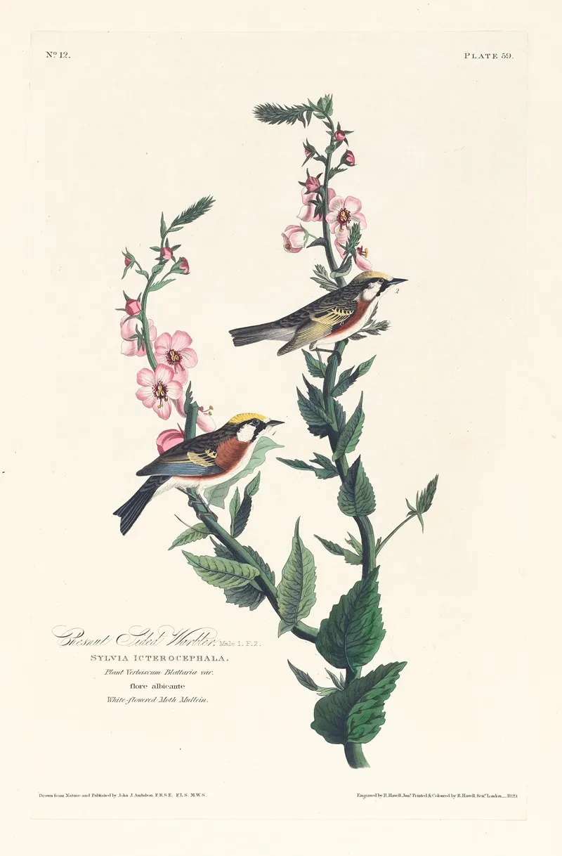 Chestnut Sided Warbler Wall Art by John James Audubon - High-Resolution Digital Print