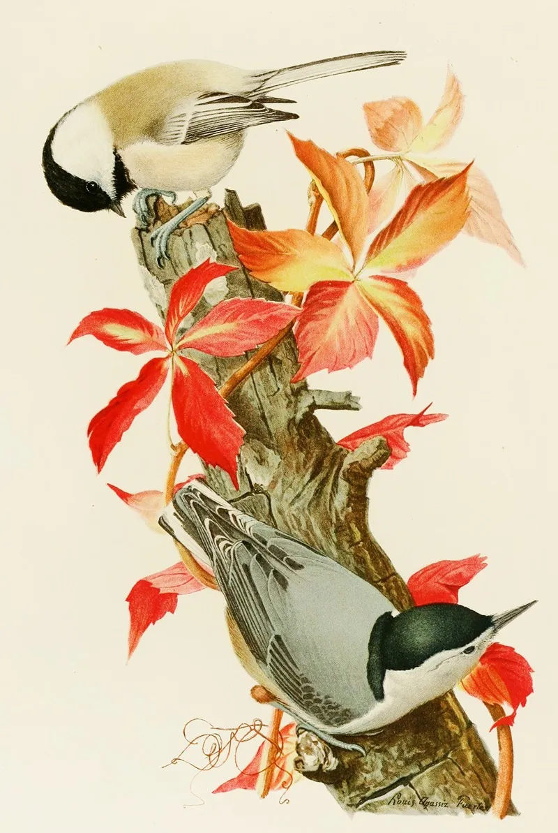 Chickadeewhite Breasted Nuthatch Wall Art by Louis Agassiz Fuertes - High-Resolution Digital Print