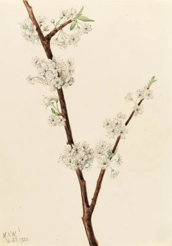 Chickasaw Plum Prunus Angustifolia 2