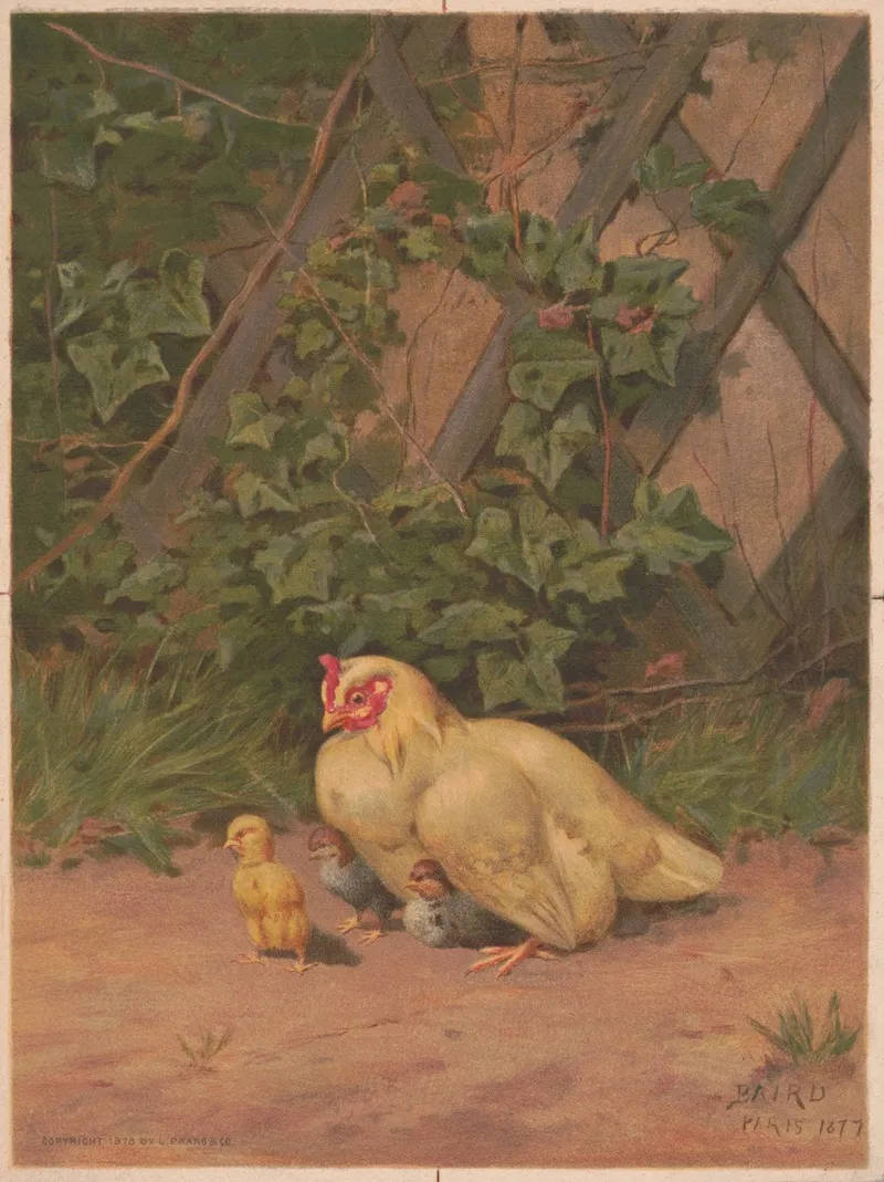 Chickens 7 Wall Art by William Baptiste Baird - High-Resolution Digital Print