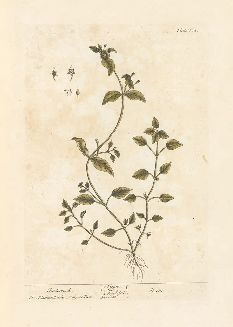 Chickweed Wall Art by Elizabeth Blackwell - High-Resolution Digital Print