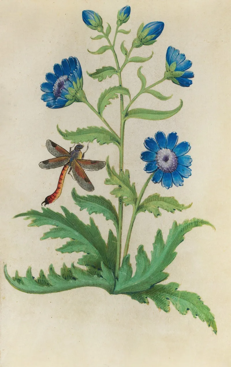Chicory Cichorium Intybus With A Dragonfly Wall Art by Master of Claude de France - High-Resolution Digital Print