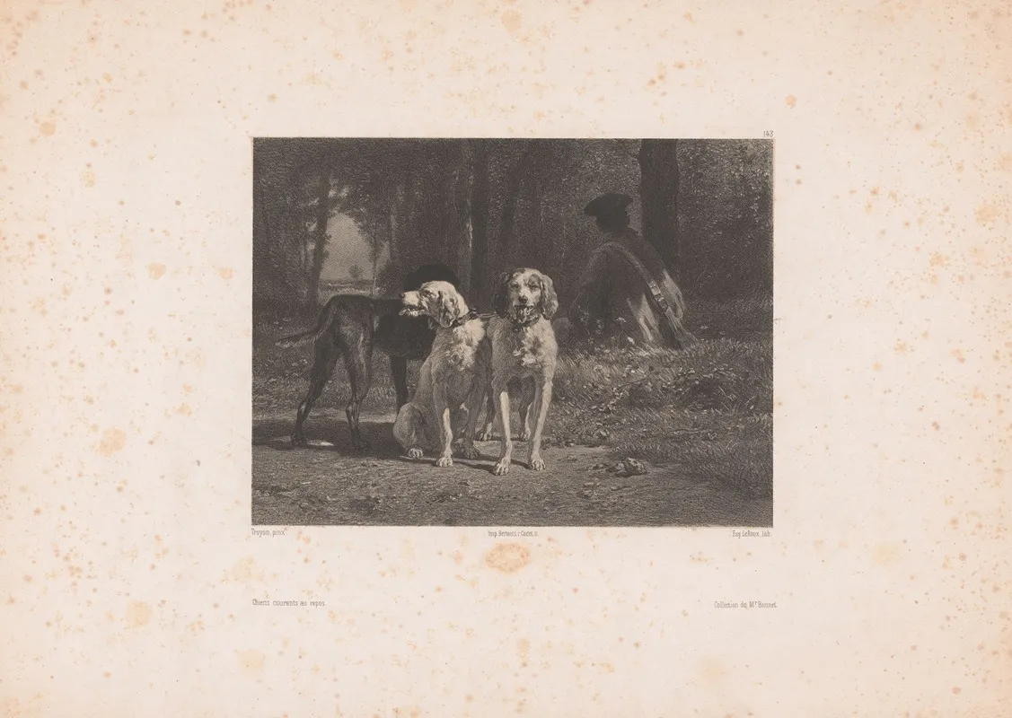 Chiens Courants Au Repos