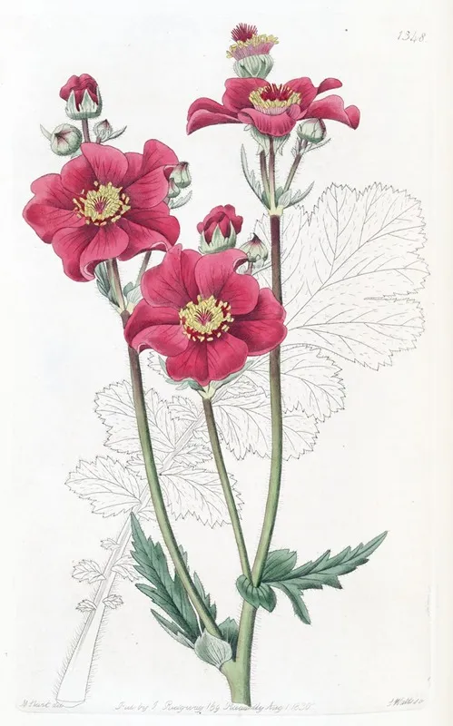 Chilian Geum Wall Art by Sydenham Edwards - High-Resolution Digital Print