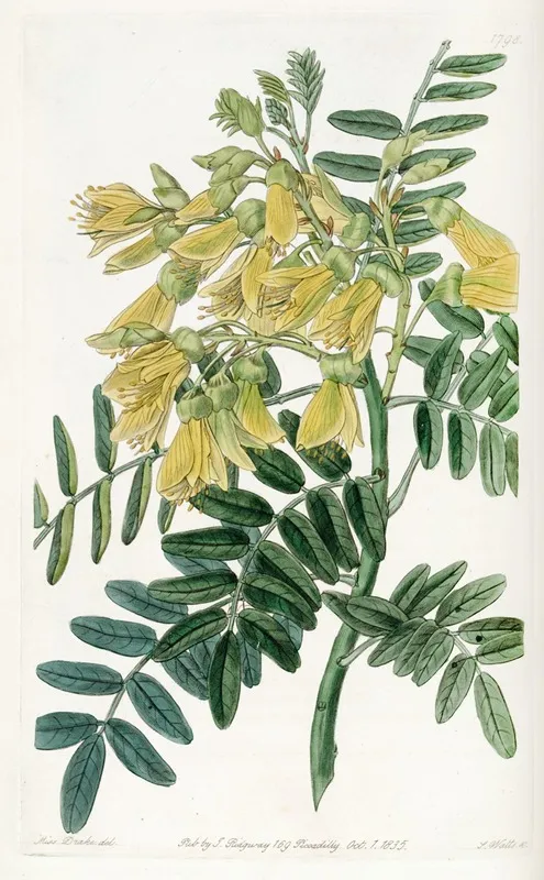 Chilian Mayu Tree Wall Art by Sydenham Edwards - High-Resolution Digital Print