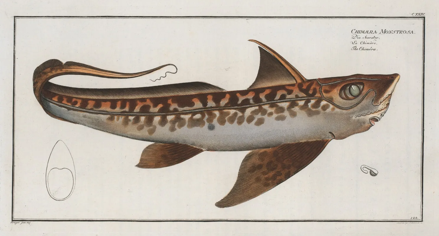 Chimaera Monstrosa The Chimera Wall Art by Marcus Elieser Bloch - High-Resolution Digital Print