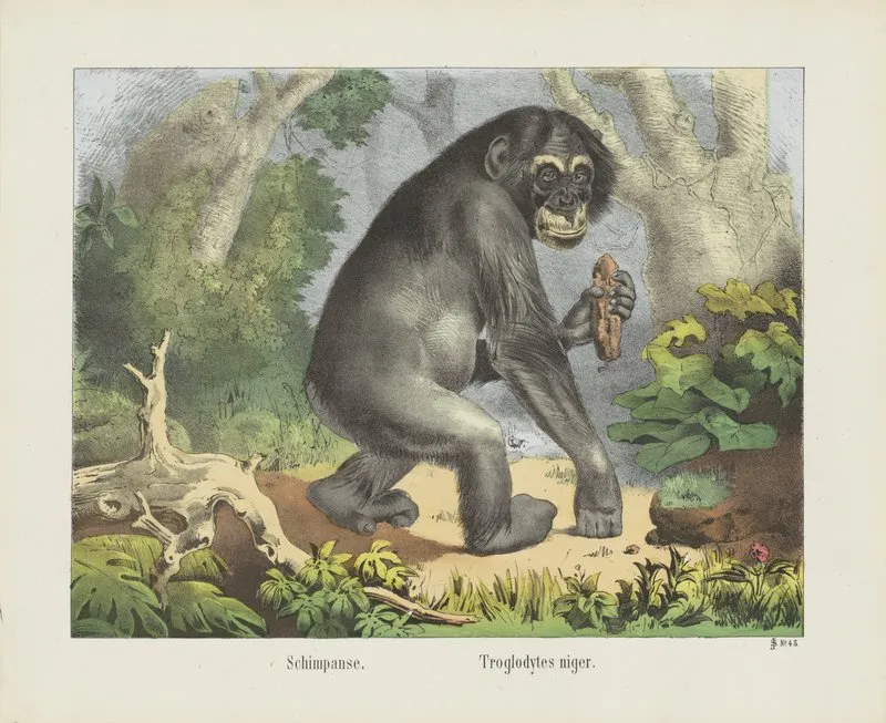 Chimpanzee 2 Wall Art by Joseph Scholz - High-Resolution Digital Print