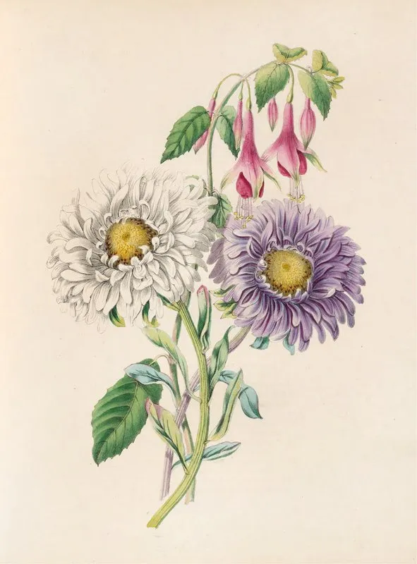 China Aster And Fuchsia Wall Art by James Ackerman - High-Resolution Digital Print