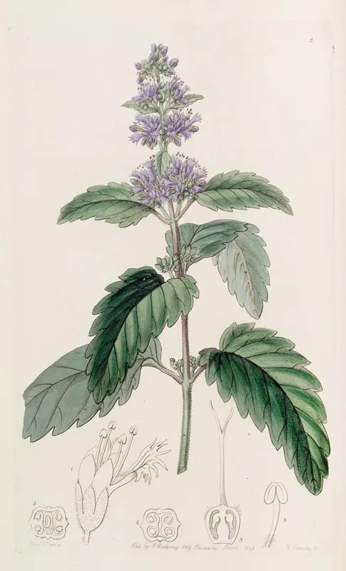 Chinese Beardwort Wall Art by Sydenham Edwards - High-Resolution Digital Print