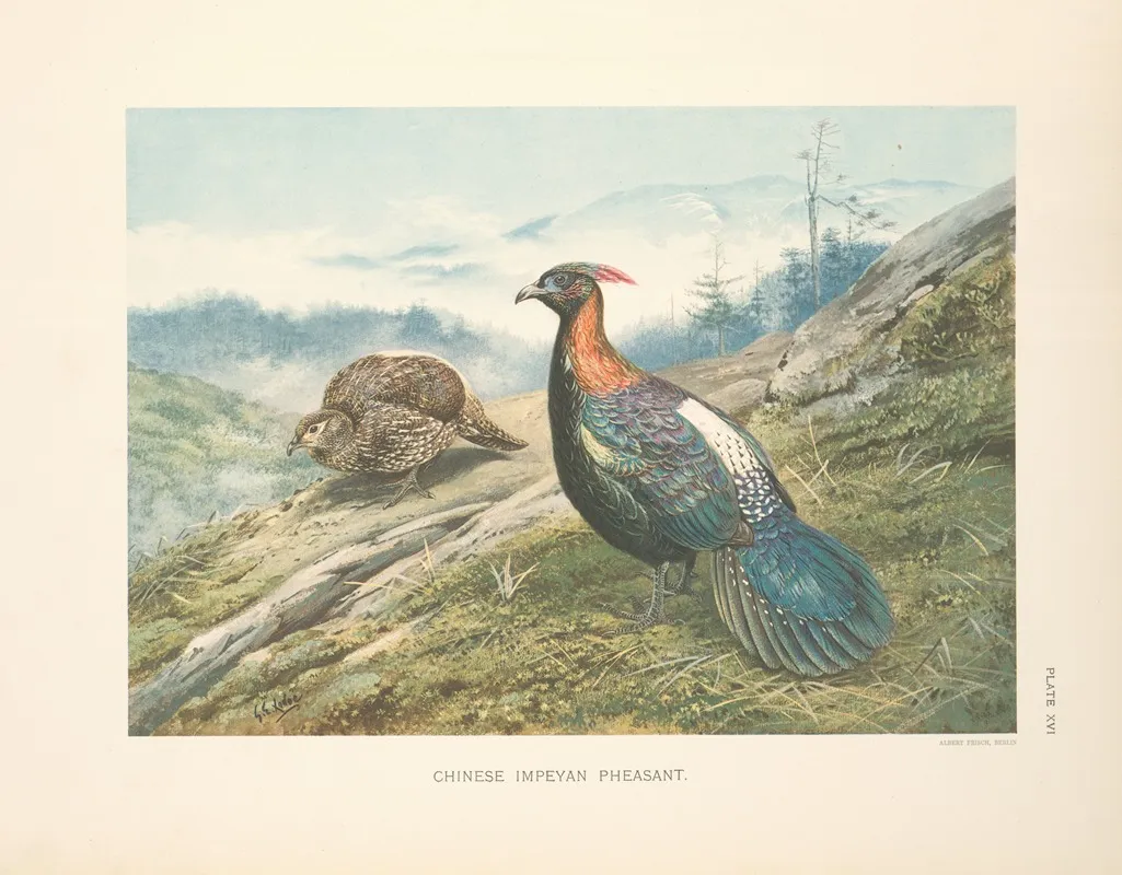 Chinese Impeyan Pheasant Lophophorus Lhuysii Wall Art by George Edward Lodge - High-Resolution Digital Print