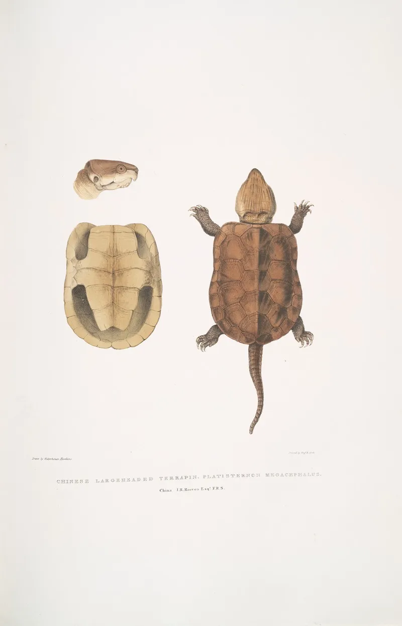 Chinese Large Headed Terrapin Platisternon Megacephalus China