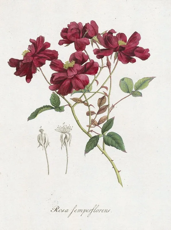 Chinese Roos Rosa Chinensis Jacq Wall Art by Hendrik Schwegman - High-Resolution Digital Print