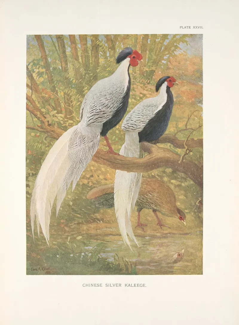 Chinese Silver Kaleege Gennaeus Nycthemerus Wall Art by Charles Robert Knight - High-Resolution Digital Print