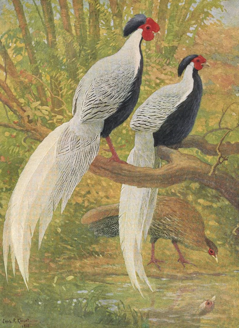 Chinese Silver Kaleege Wall Art by Charles Robert Knight - High-Resolution Digital Print