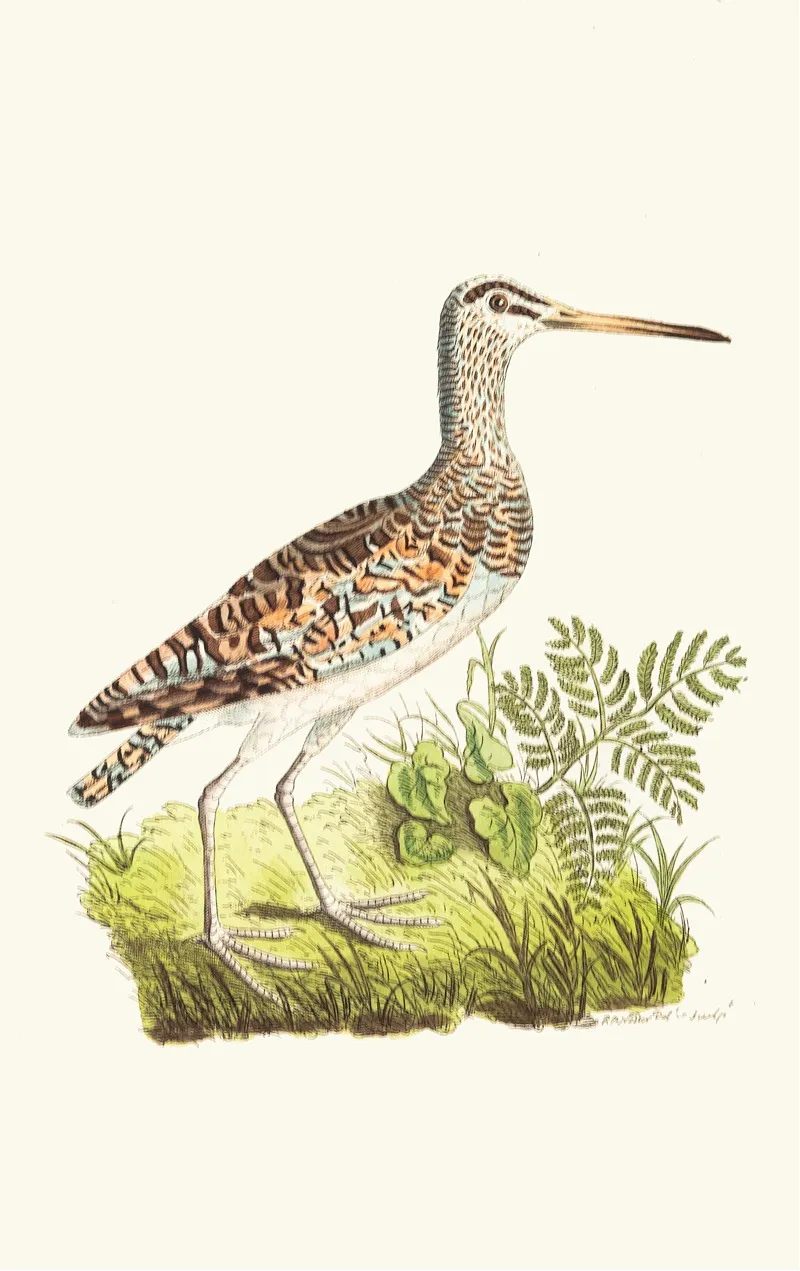 Chinese Snipe Wall Art by George Shaw - High-Resolution Digital Print