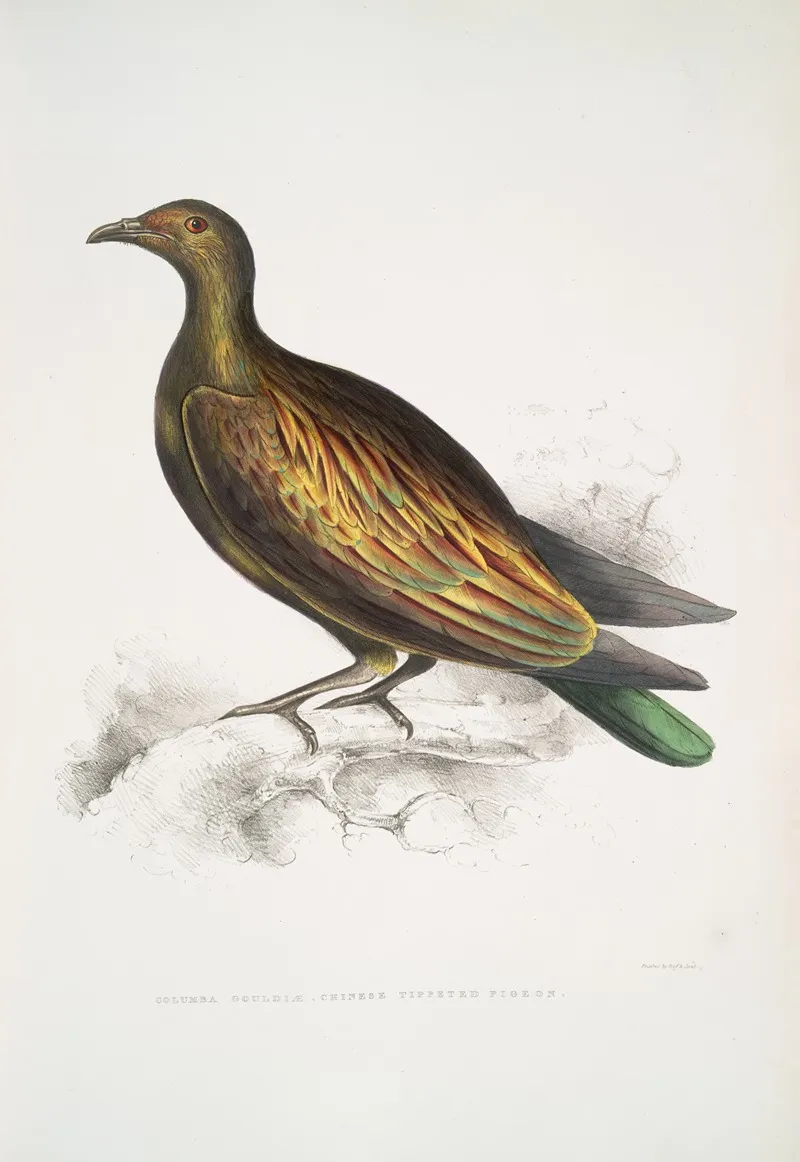 Chinese Tippeted Pigeon Columba Gouldioe