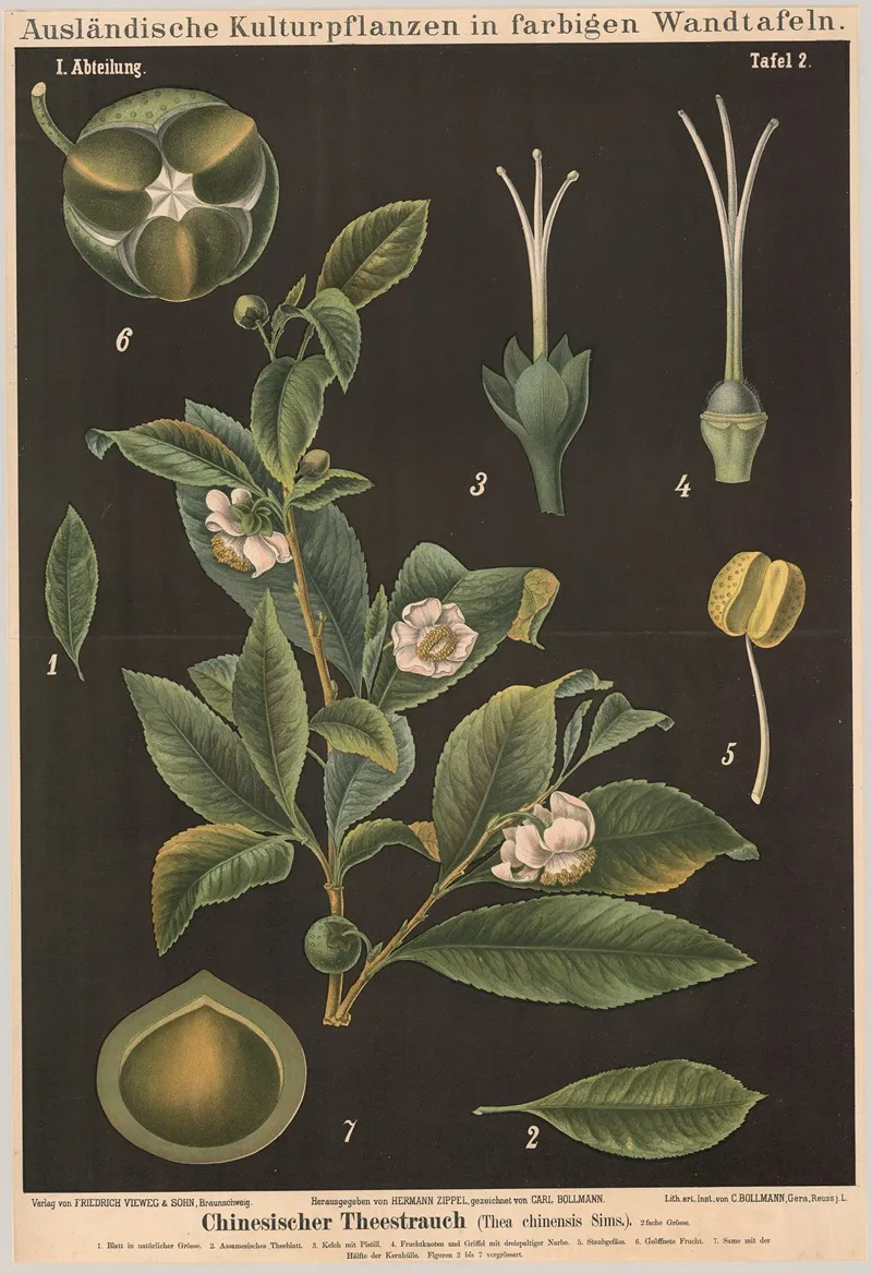 Chinesischer Theestrauch Thea Chinensis Sims Wall Art by Carl Bollmann - High-Resolution Digital Print