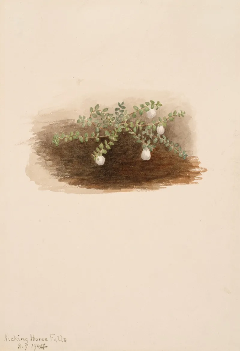 Chiogenes Hispidula