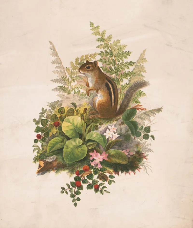 Chipmunk And Ferns Wall Art by Olive E Whitney - High-Resolution Digital Print