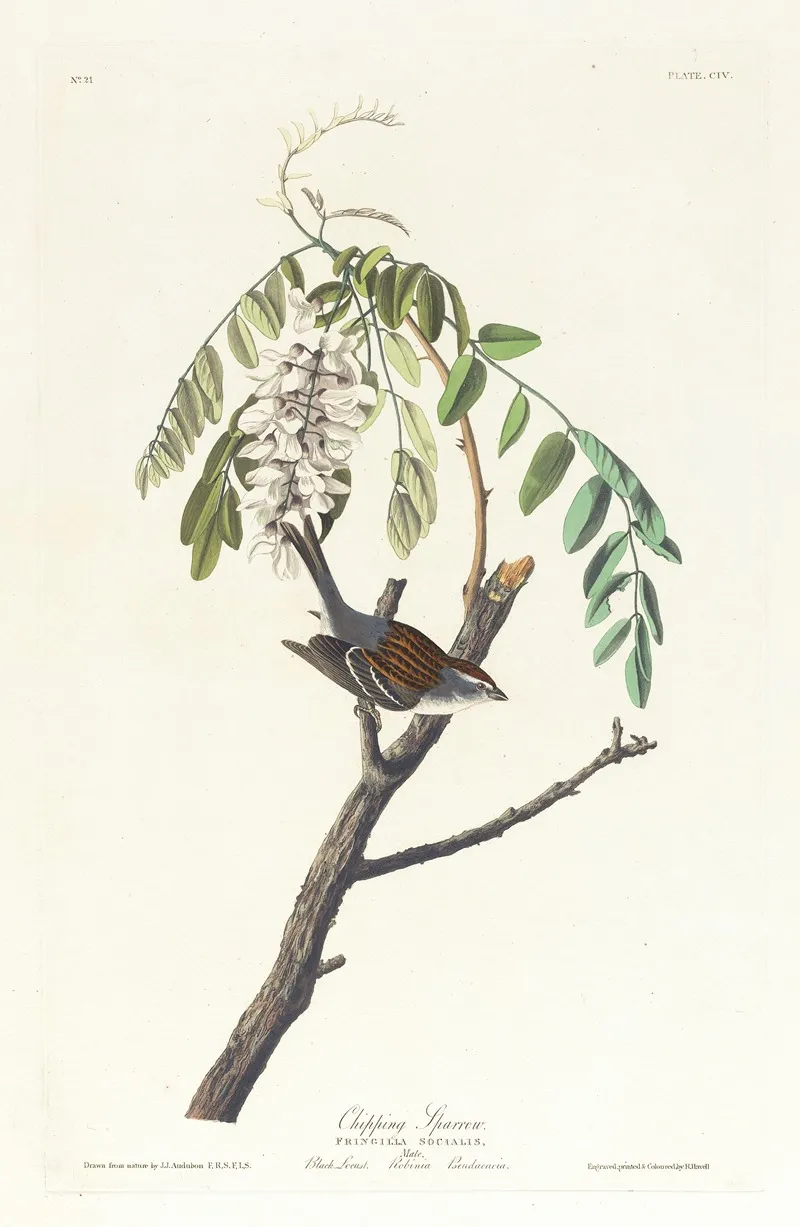 Chipping Sparrow 2 Wall Art by John James Audubon - High-Resolution Digital Print