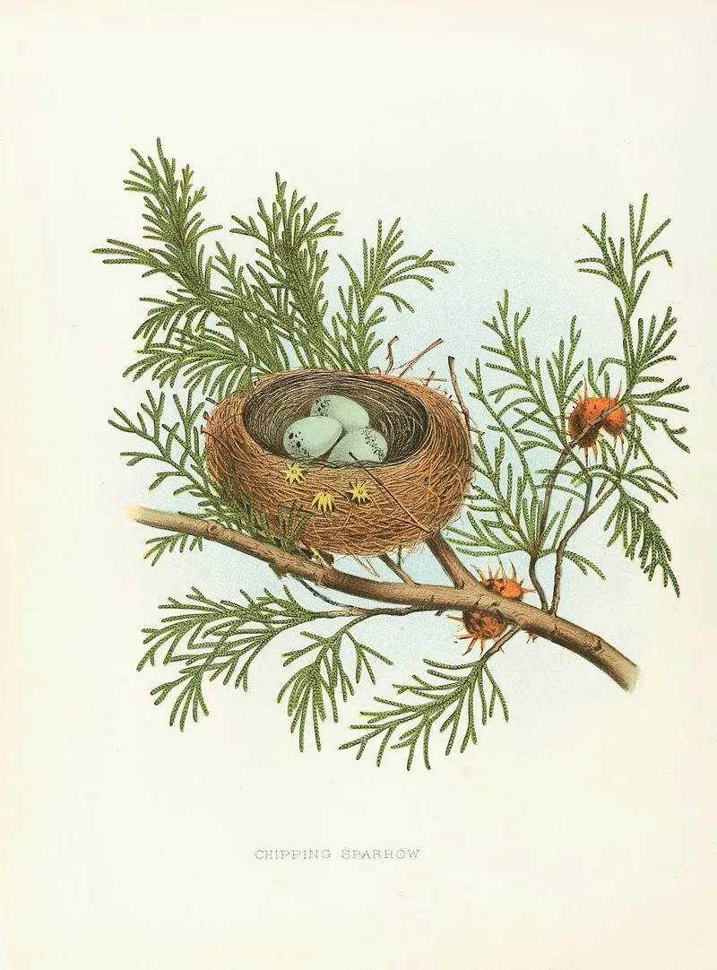 Chipping Sparrow Wall Art by Edwin L. Sheppard - High-Resolution Digital Print