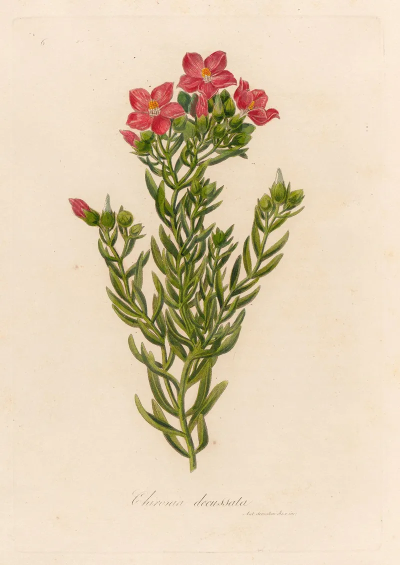 Chironia Decussata Wall Art by Gaetano Savi - High-Resolution Digital Print
