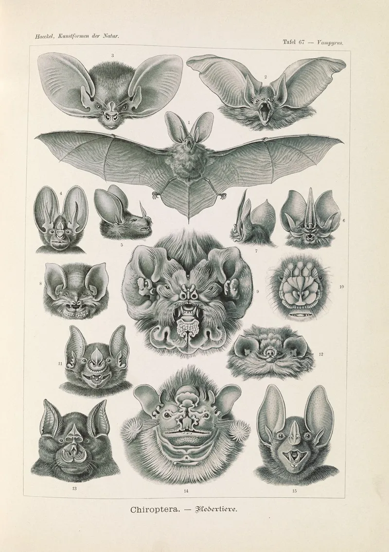 Chiroptera Fledertiere Wall Art by Ernst Haeckel - High-Resolution Digital Print
