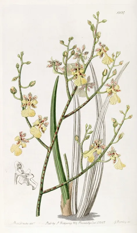 Chive Leaved Oncidium Wall Art by Sydenham Edwards - High-Resolution Digital Print