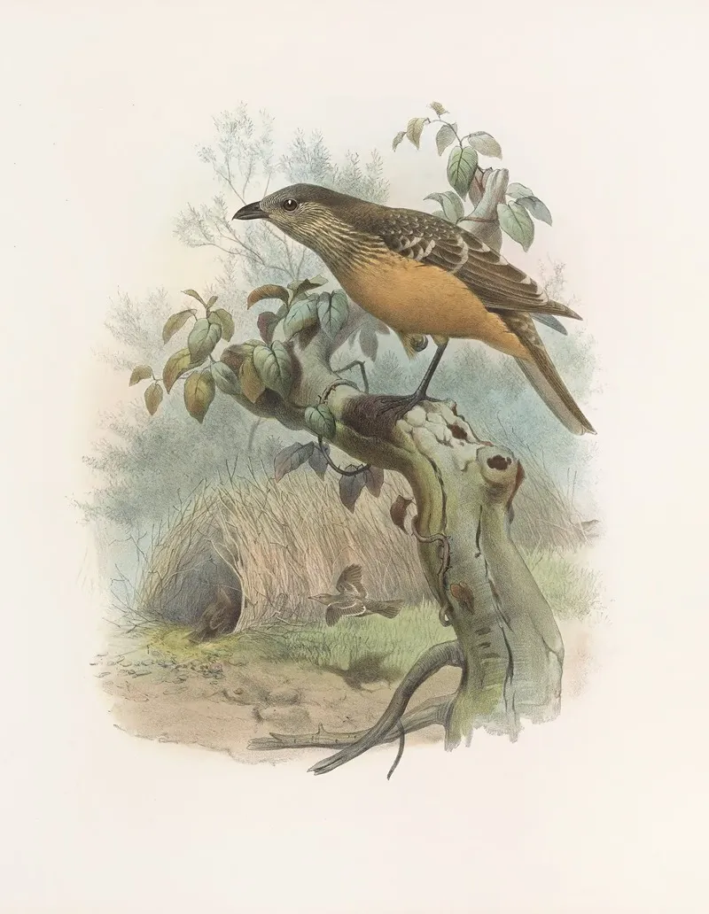 Chlamydodera Cervineiventris Wall Art by Daniel Giraud Elliot - High-Resolution Digital Print