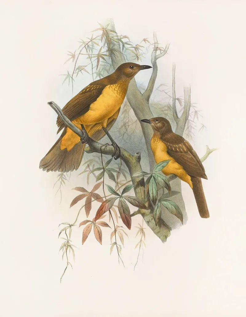 Chlamydodera Xanthocastra Wall Art by Daniel Giraud Elliot - High-Resolution Digital Print