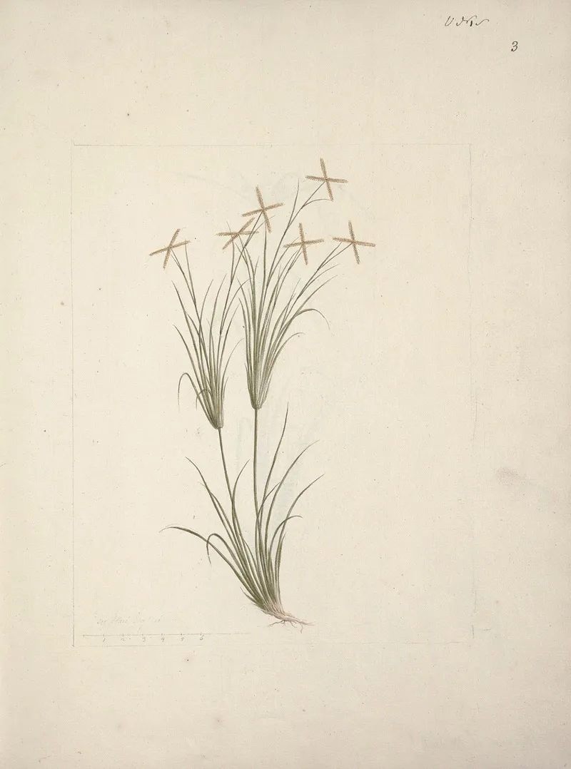 Chloris Rhodes Grass