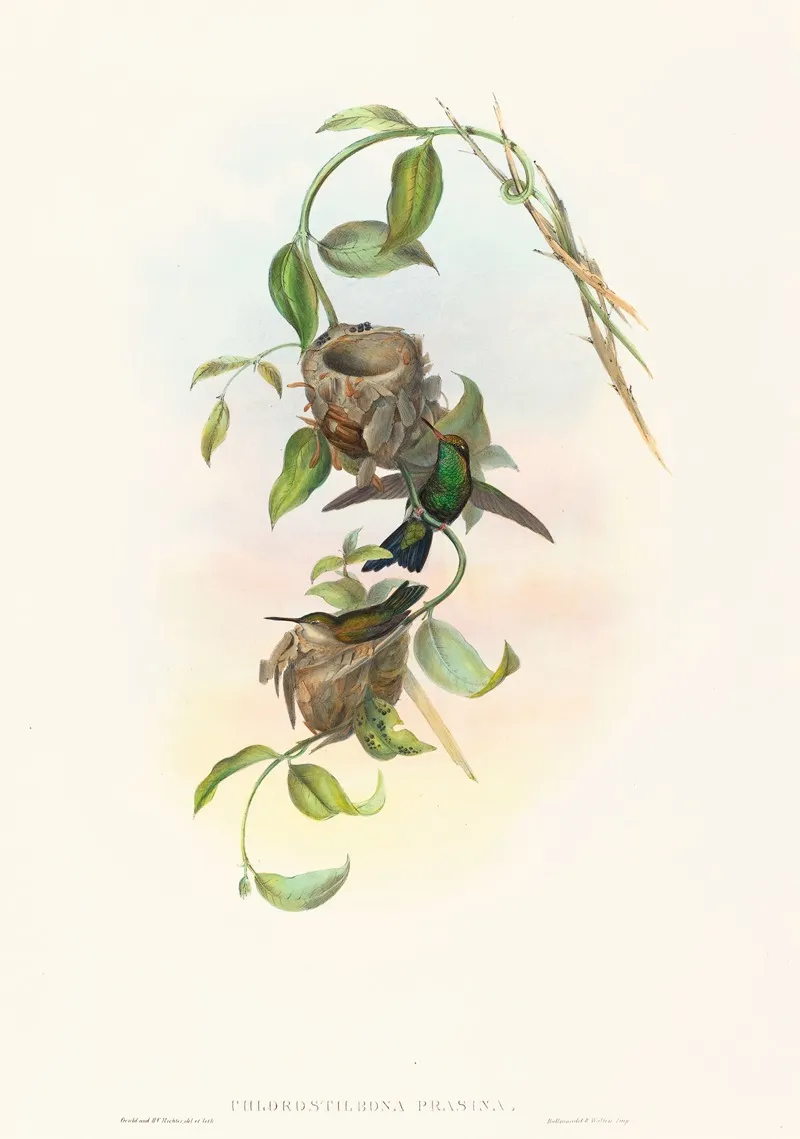 Chlorostilbona Prasina Puncherans Emerald Wall Art by John Gould - High-Resolution Digital Print