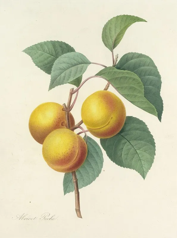 Choix Des Plus Belles Fleurs Pl 001 Wall Art by Pierre Joseph Redouté - High-Resolution Digital Print