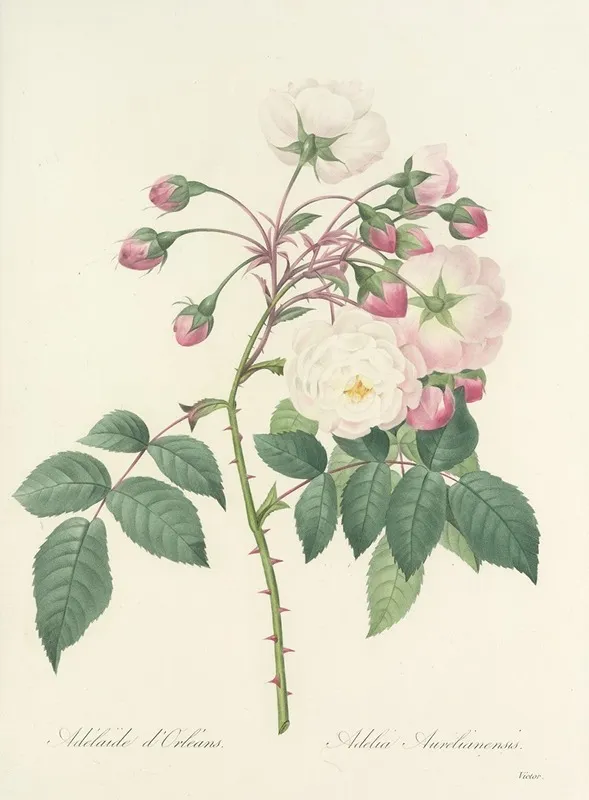 Choix Des Plus Belles Fleurs Pl 002 Wall Art by Pierre Joseph Redouté - High-Resolution Digital Print