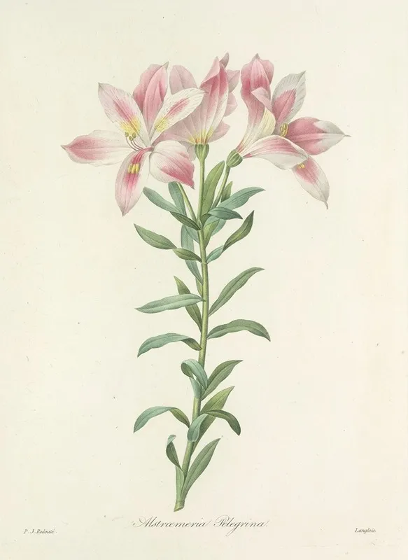 Choix Des Plus Belles Fleurs Pl 003 Wall Art by Pierre Joseph Redouté - High-Resolution Digital Print