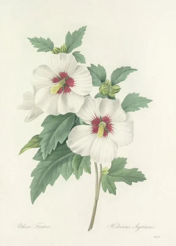 Choix Des Plus Belles Fleurs Pl 004 Wall Art by Pierre Joseph Redouté - High-Resolution Digital Print