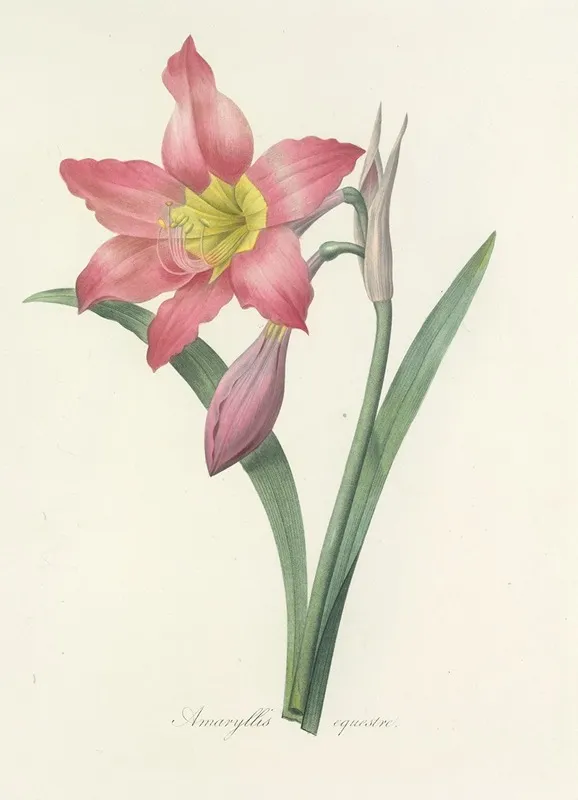 Choix Des Plus Belles Fleurs Pl 006 Wall Art by Pierre Joseph Redouté - High-Resolution Digital Print